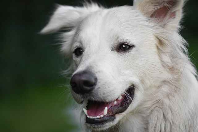 5 Natural Ways to Whiten Dog Teeth