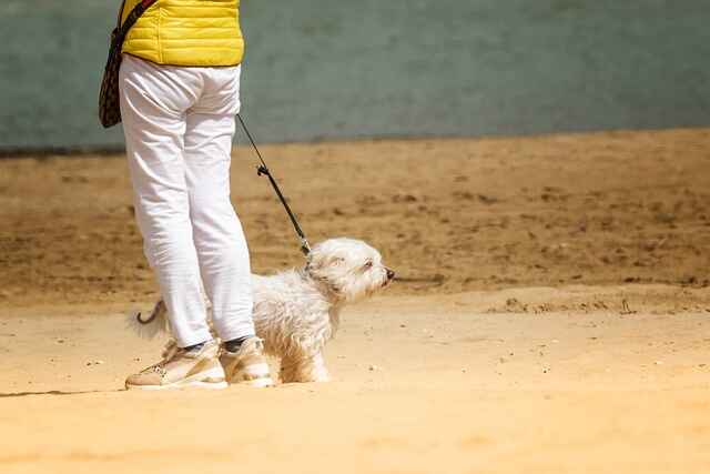 Are dogs allowed at fuller street beach edgartown MA