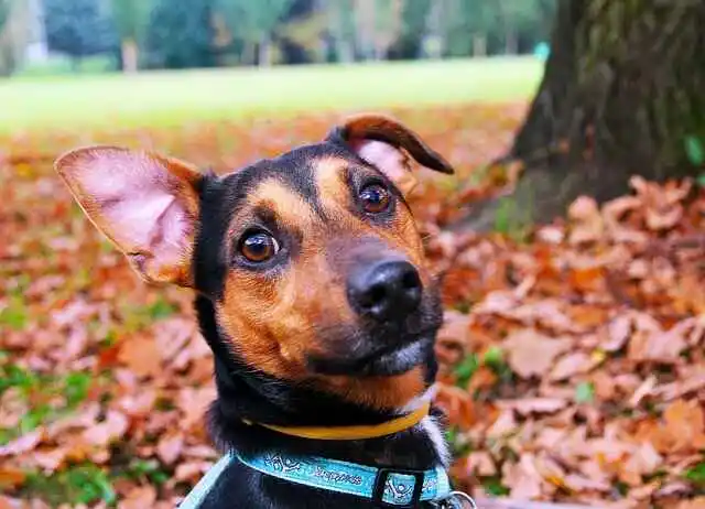 Glow in the Dark Dog Collars