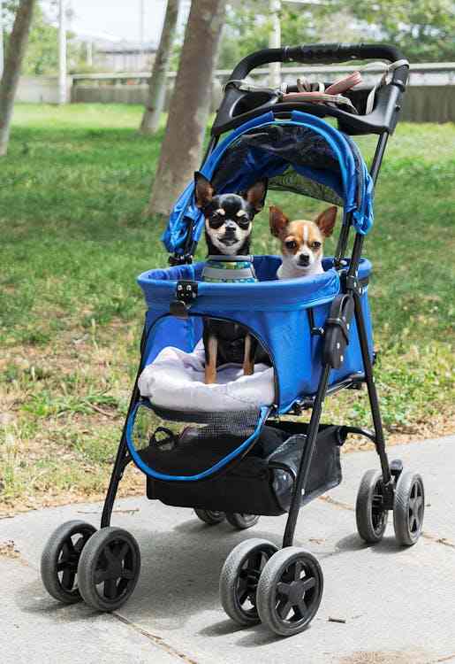 How is Morocco premium dog stroller different than gen7 Morocco