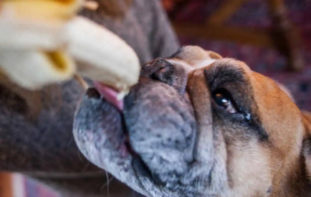 How much banana can 30lb dogs eat