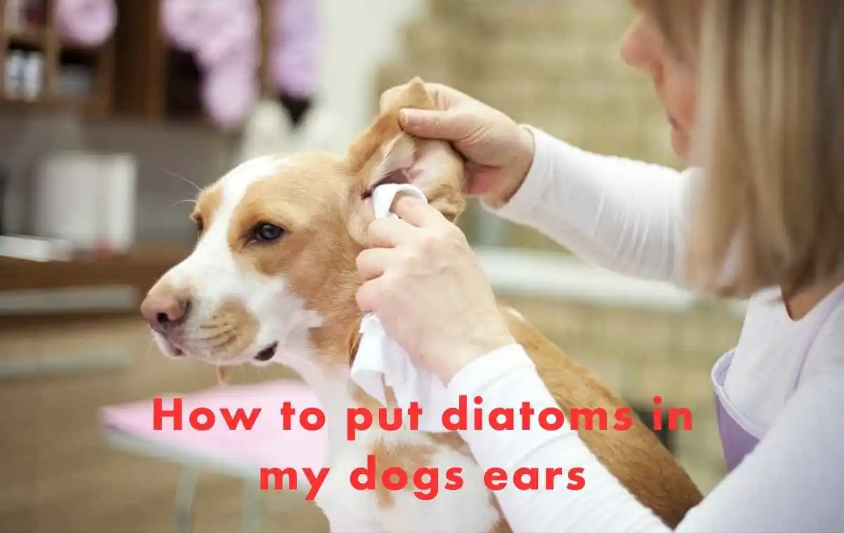 How to put diatoms in my dogs ears