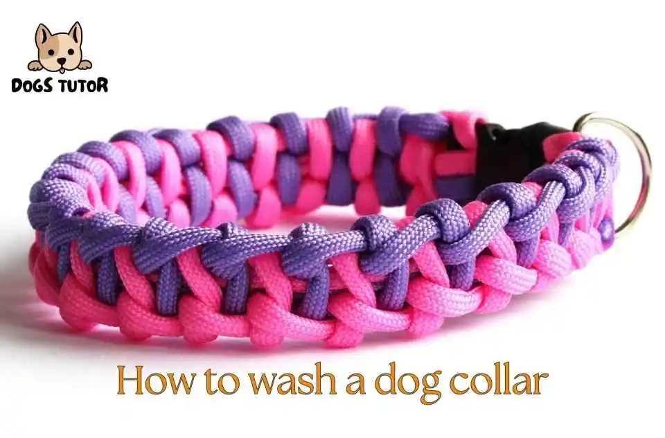 How to wash a dog collar