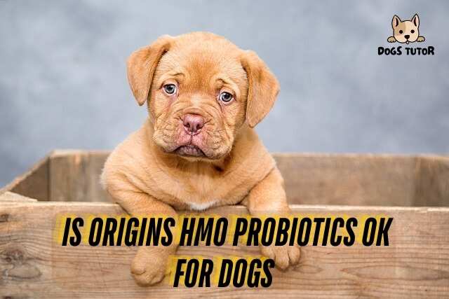 Is origins HMO probiotics ok for dogs 