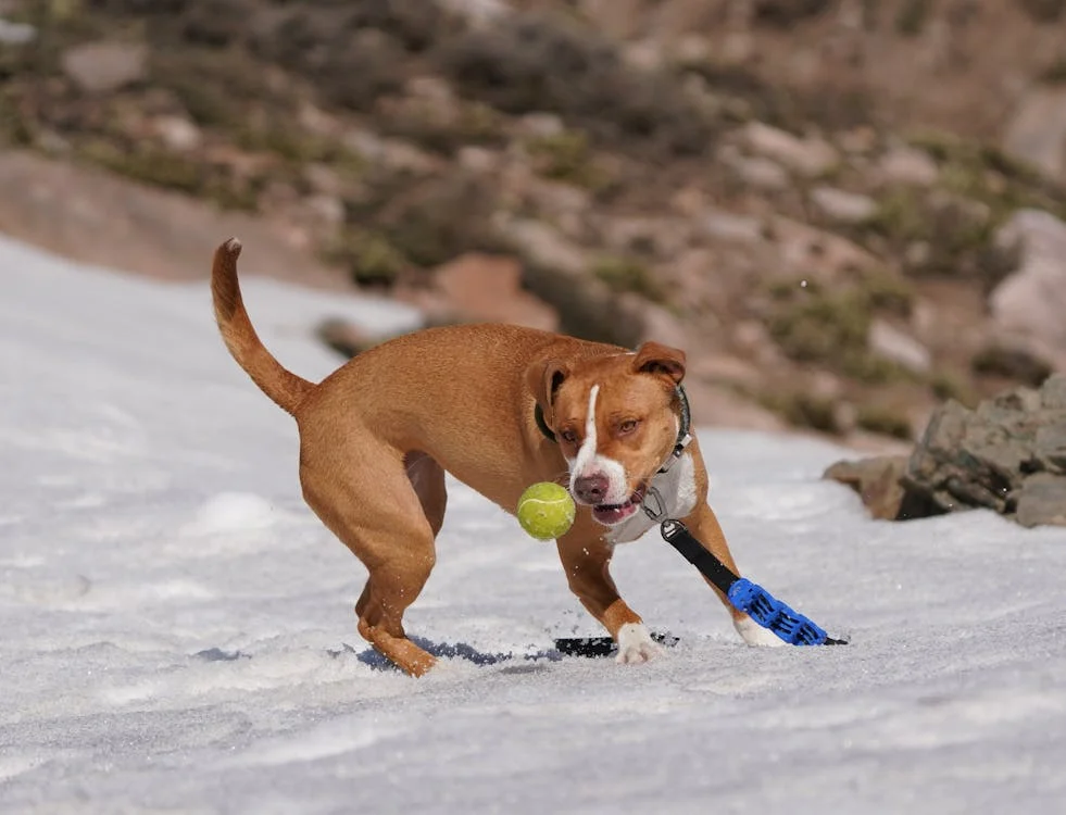 Are Pitbulls Easy To Train