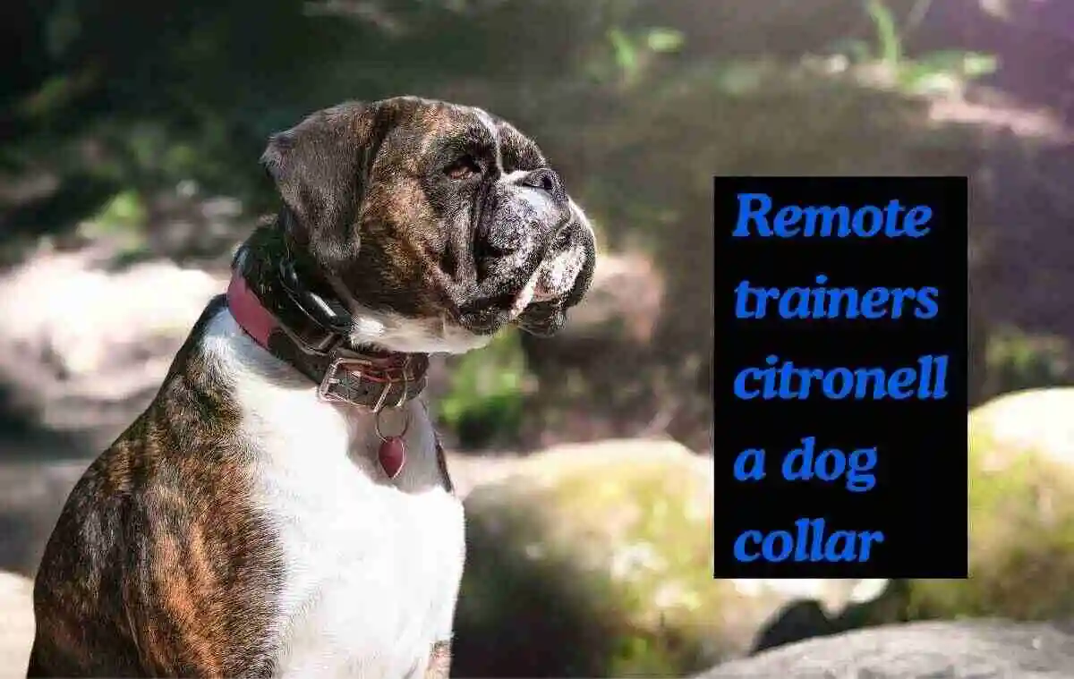 Remote trainers citronella dog collar