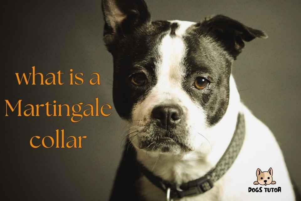 what is a Martingale collar