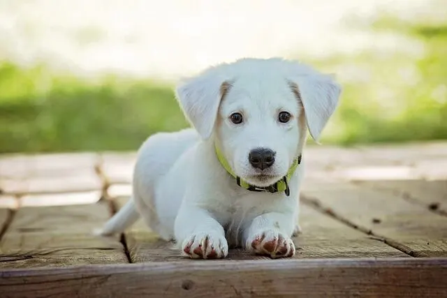 Shock collars for small dogs