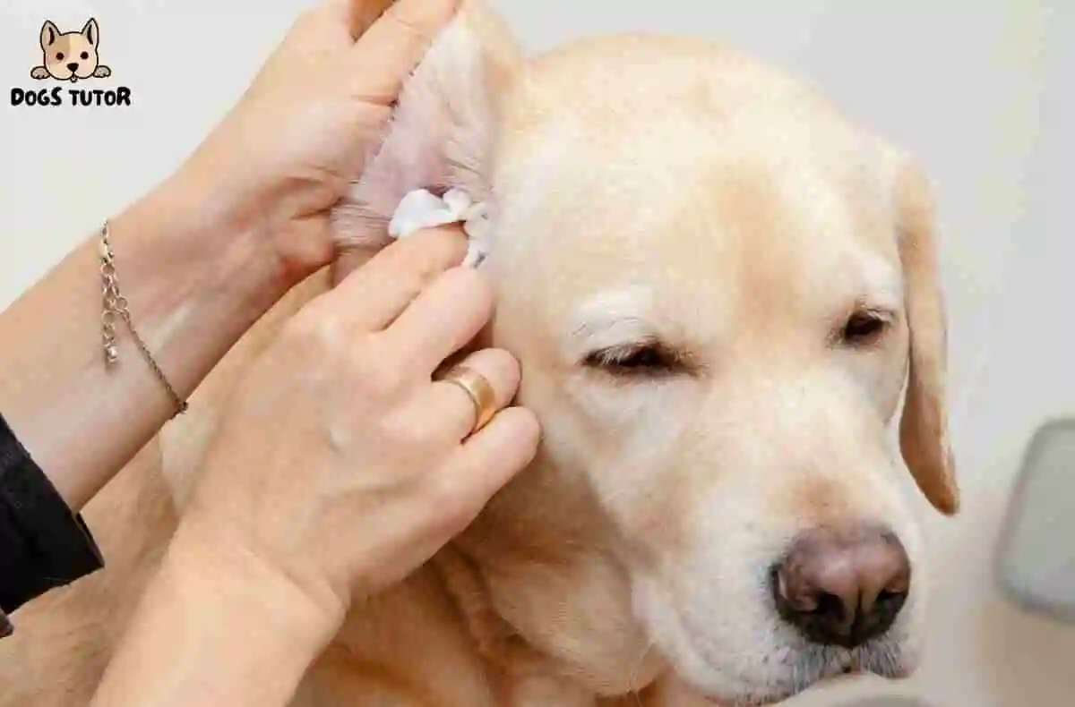 can ear hematoma kill dog