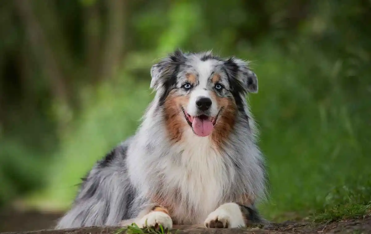 Are Australian shepherd dog hypoallergenic