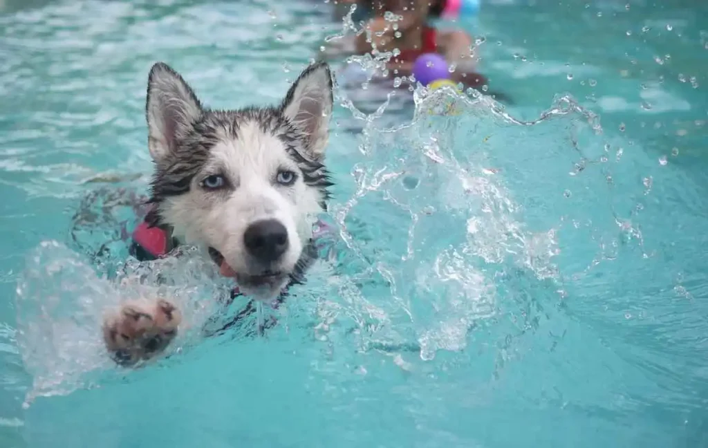 Are dogs allowed at Cherry Creek State Park