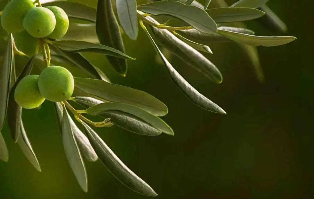 Are olive trees toxic for dogs