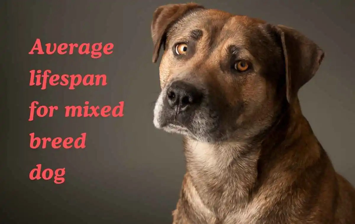 Average lifespan for mixed breed dog​