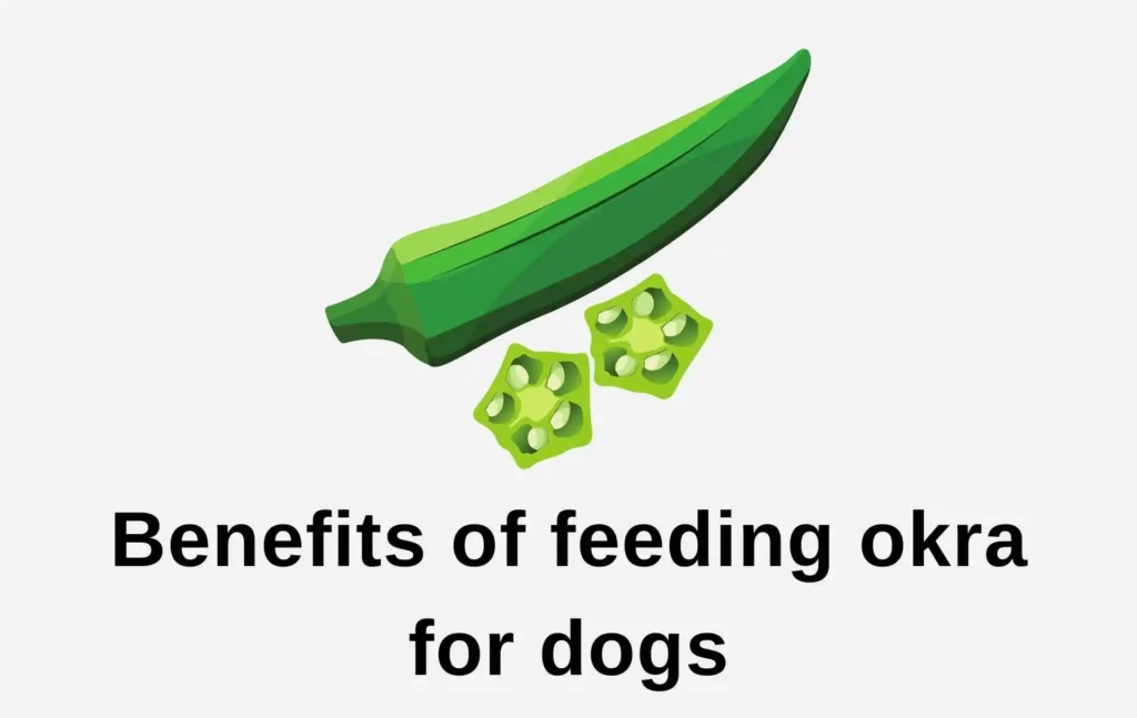 Benefits of feeding okra for dogs