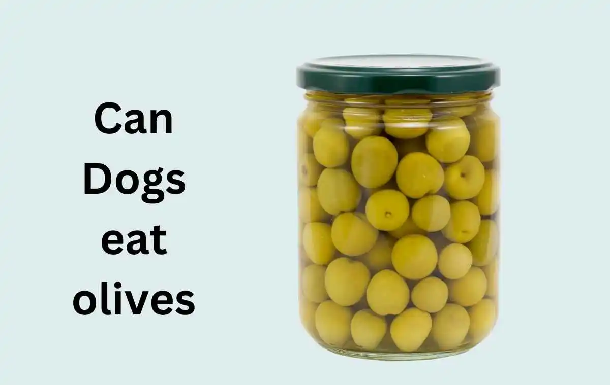 Can Dogs eat olives