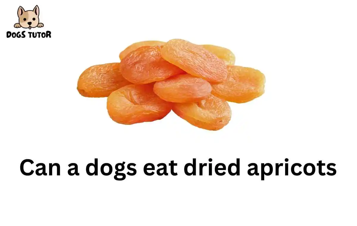 Can a dogs eat dried apricots