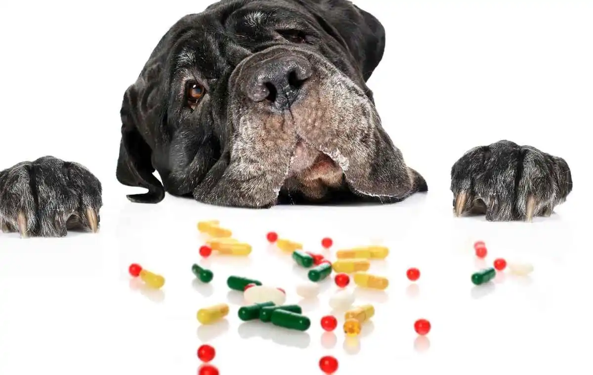 Can cefpoderm for dogs cause hearing loss​