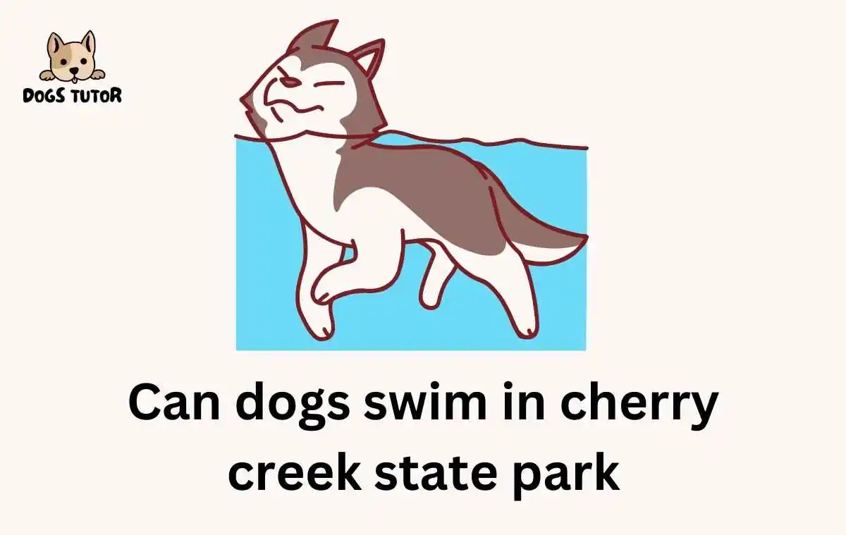 Can dogs swim in cherry creek state park