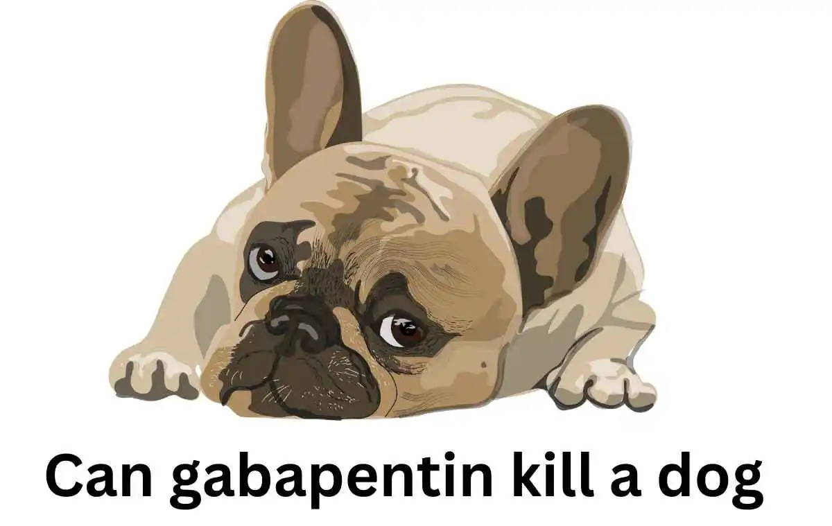 Can gabapentin kill a dog