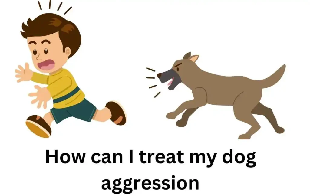 How can I treat my dog aggression