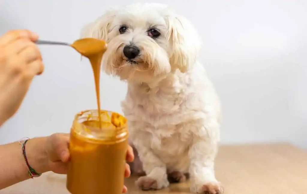 How to choose a best peanut butter for dog