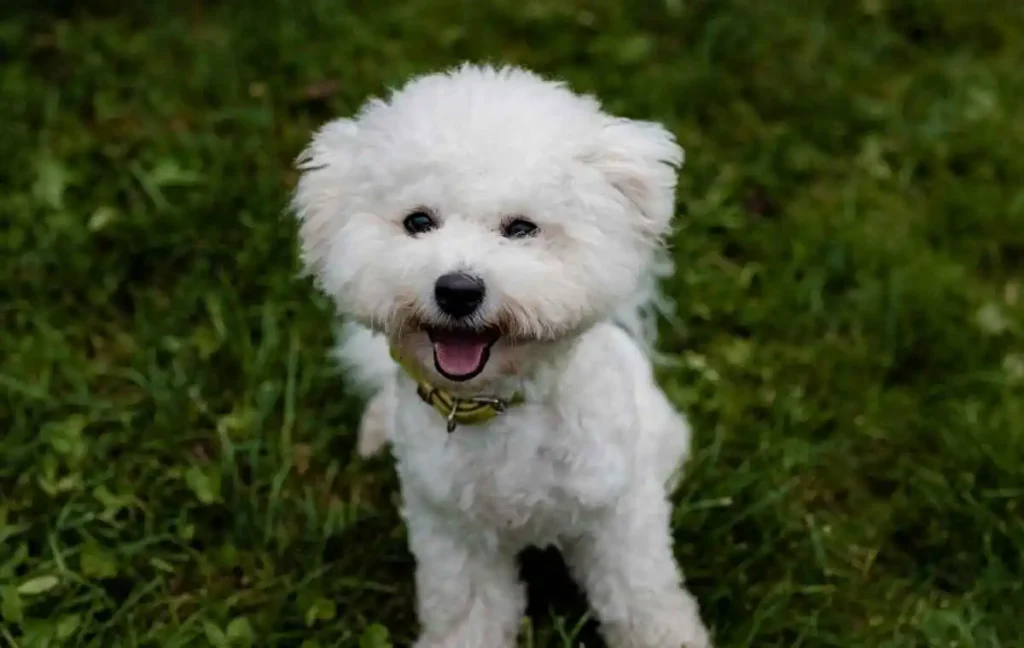 How to stop a bichon frize puppy from biting