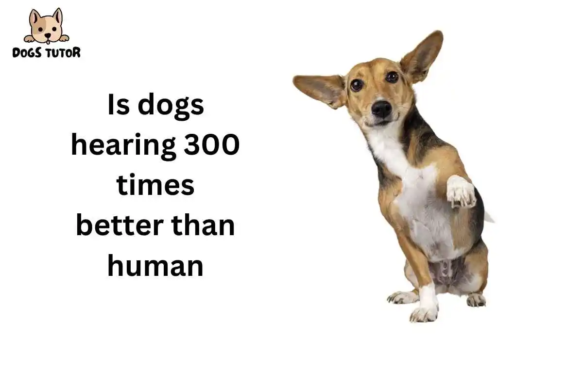 Is dogs hearing 300 times better than human