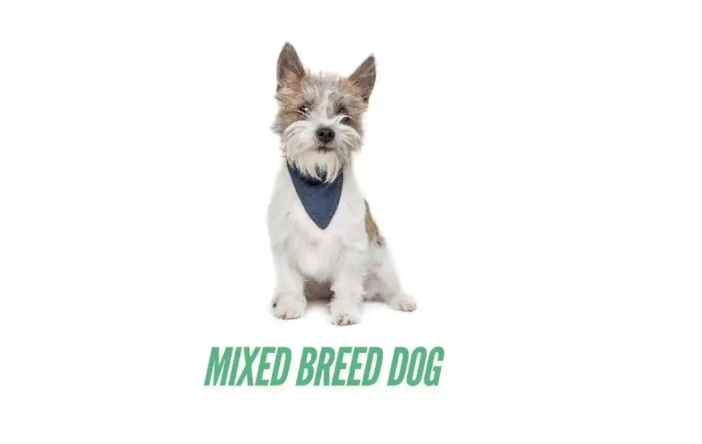 Mixed breed dog​