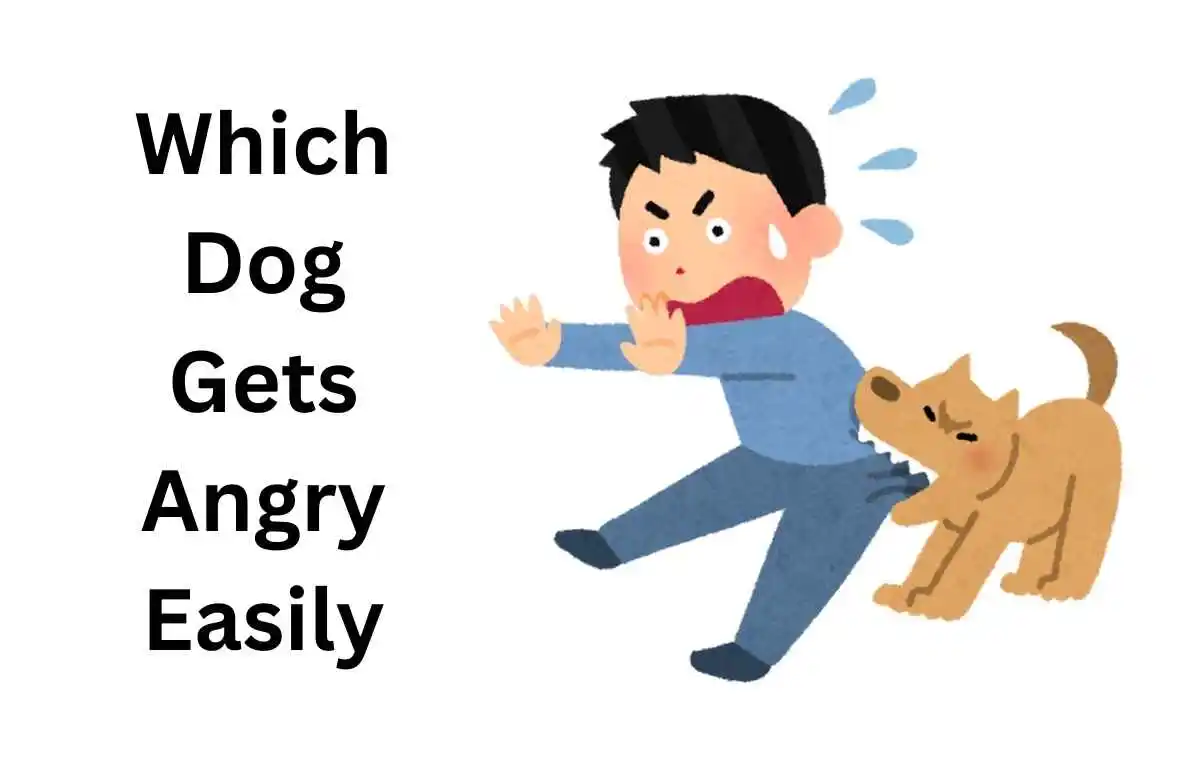 Which Dog Gets Angry Easily