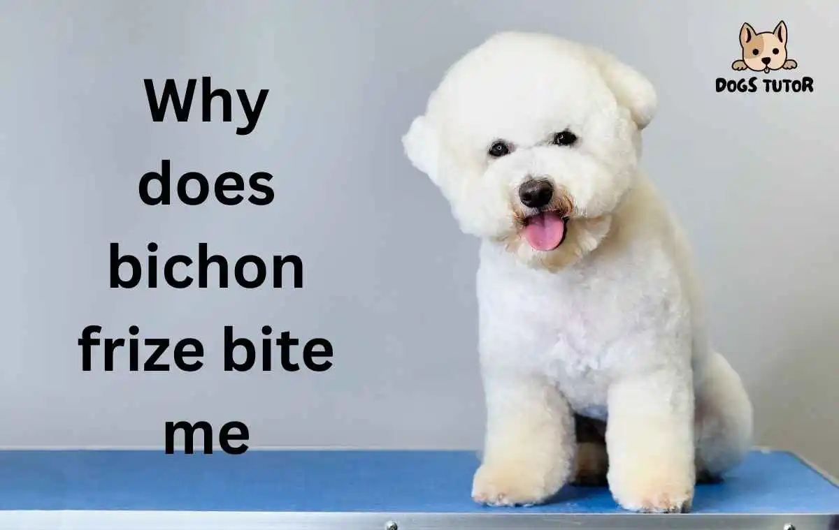 Why does bichon frize bite me