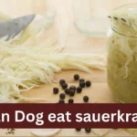 Yes, Dog Can eat sauerkraut Dogs Tutor