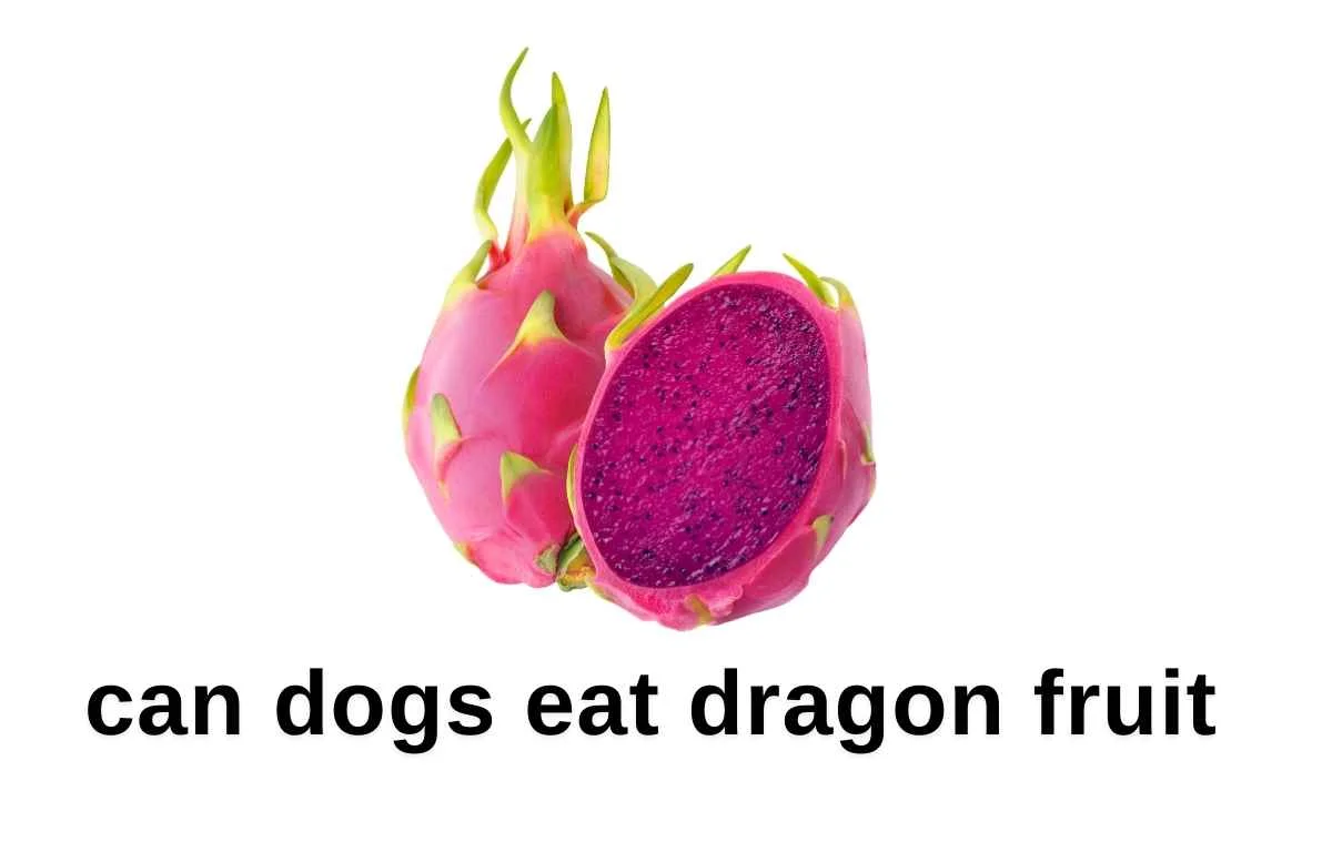 can dogs eat dragon fruit Benefits Of Dragon Fruits