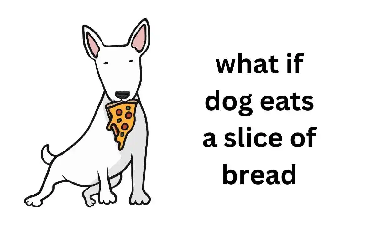 what if dog eats a slice of bread