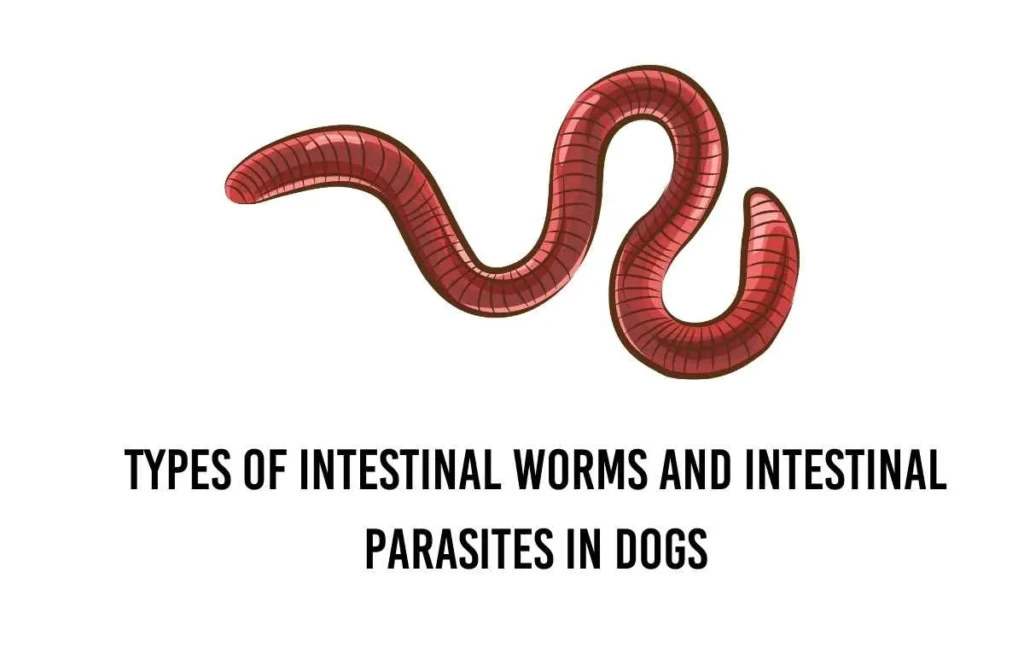 5 Types of Intestinal Worms and Intestinal Parasites in Dogs