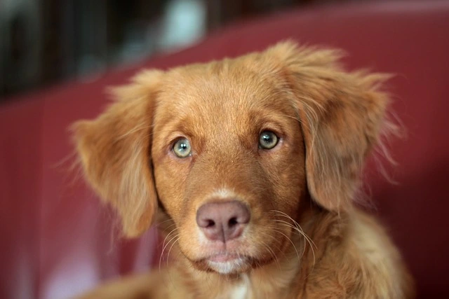 Are Toller dogs hypoallergenic​