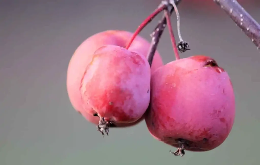 Benefits of Feeding Crab Apples to Dogs