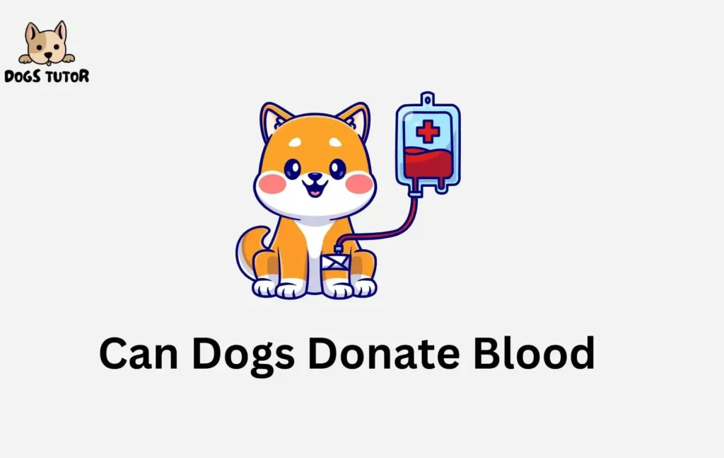 Can Dogs Donate Blood