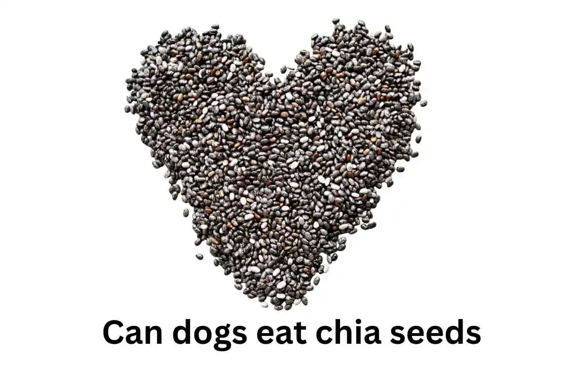 Can dogs eat chia seeds​