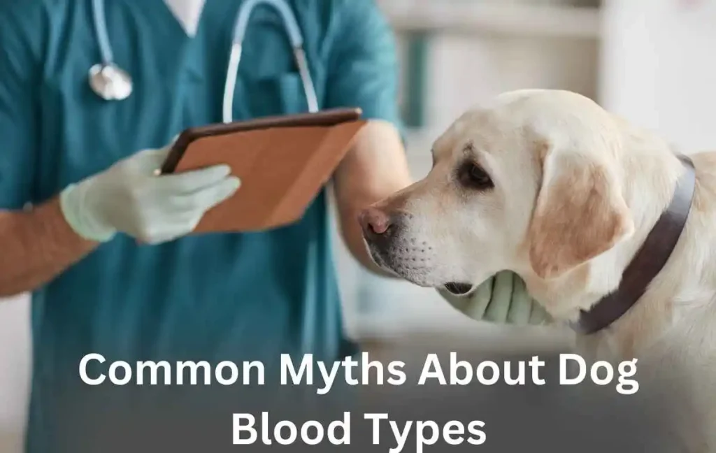 Common Myths About Dog Blood Types