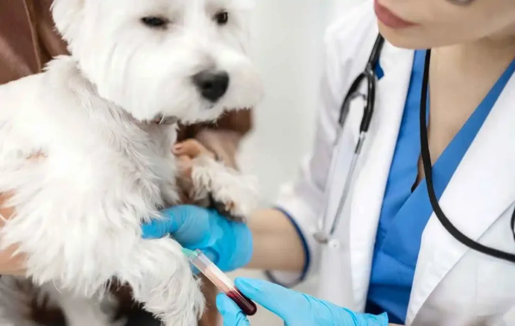 How Do Veterinarians Perform Blood Typing
