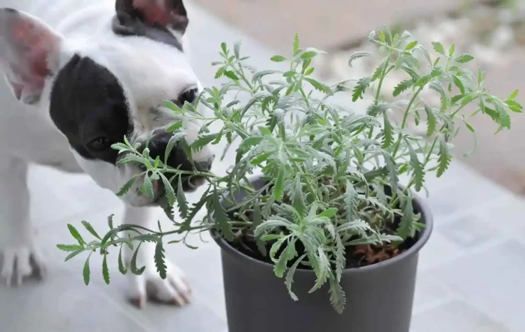 How to keep dogs away from houseplants