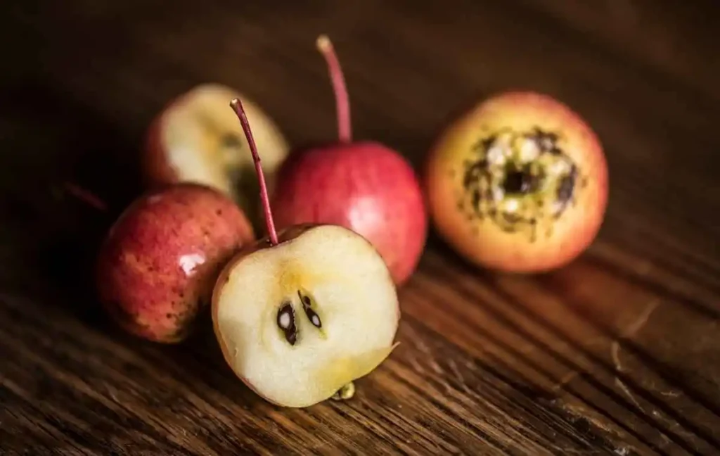 Risks of Feeding Crab Apples to Dogs