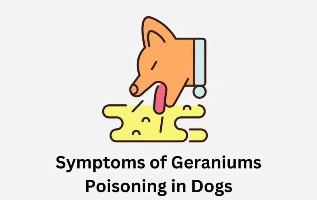 Symptoms of Geraniums Poisoning in Dogs