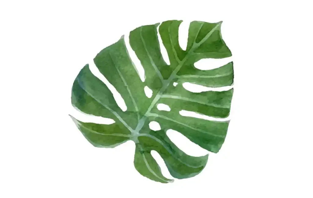 Which parts of monstera are harmful to Dogs