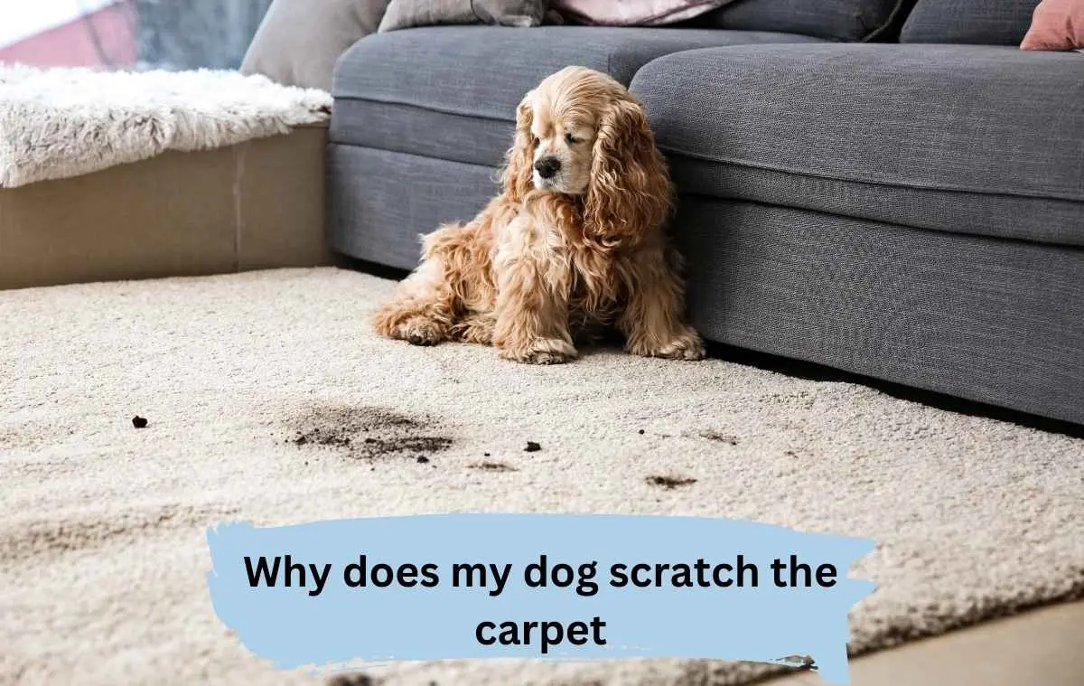 Why does my dog scratch the carpet