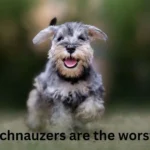 Why schnauzers are the worst dogs​ as a Pets