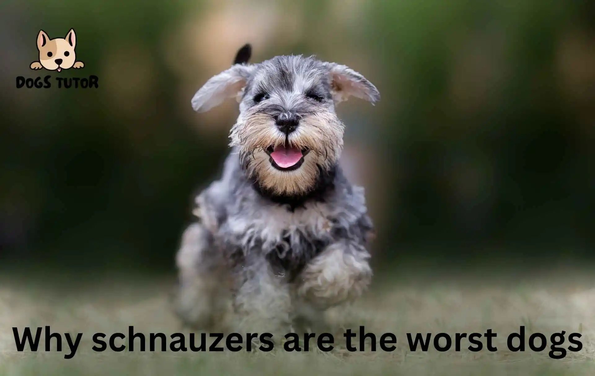 Why schnauzers are the worst dogs​ as a Pets