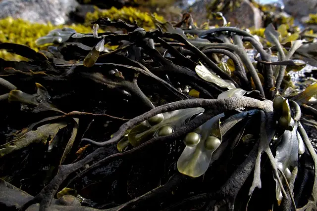 Yes, dogs can eat seaweed