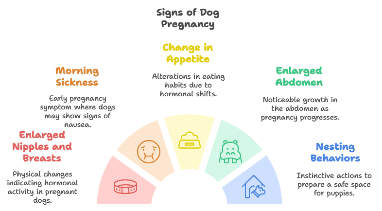 Signs Your Dog is Pregnant 