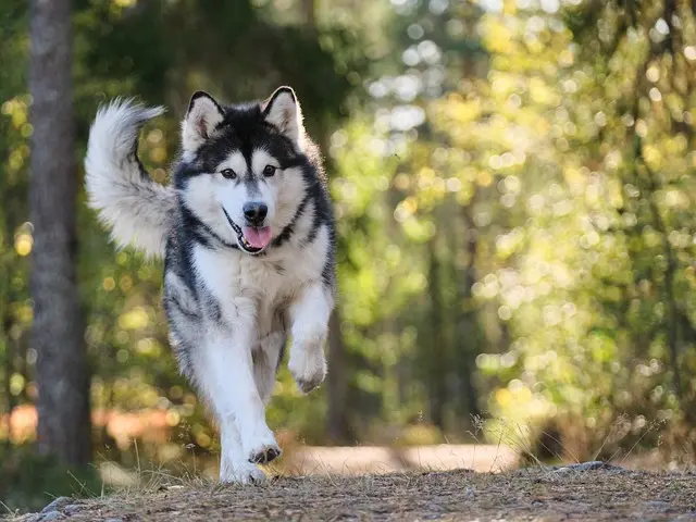 Physical Characteristics of the Alaskan Goldenmute